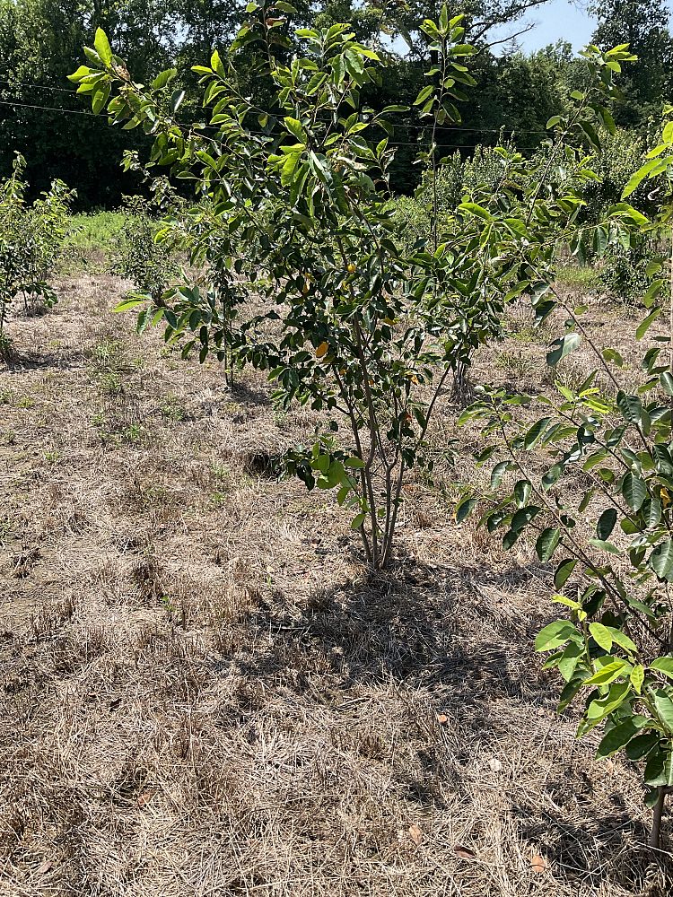 amelanchier-canadensis-shadblow-serviceberry