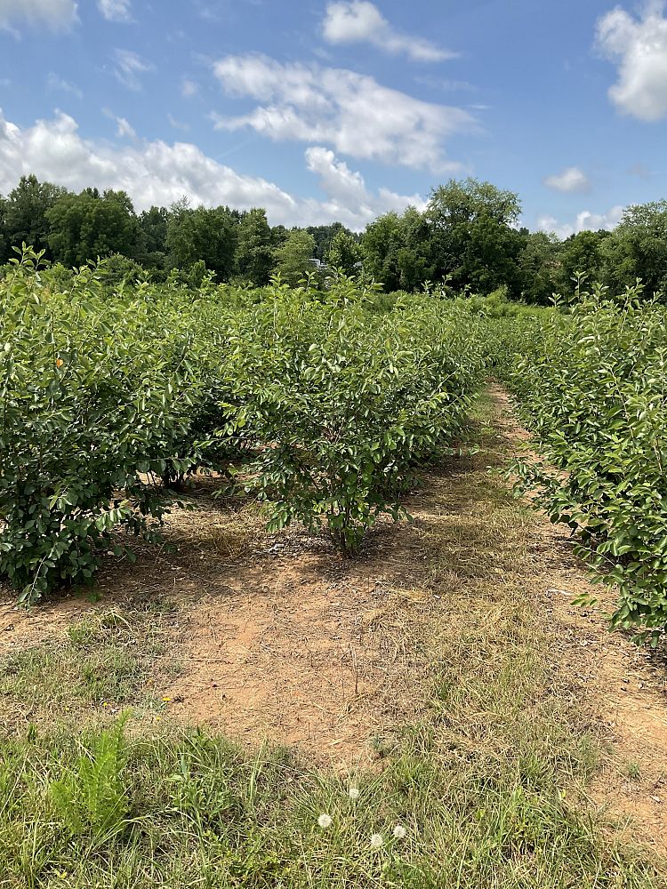 amelanchier-canadensis-shadblow-serviceberry