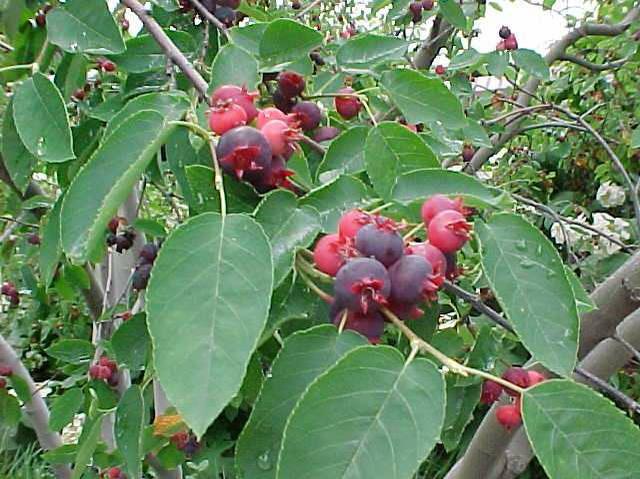 amelanchier-laevis-allegheny-serviceberry