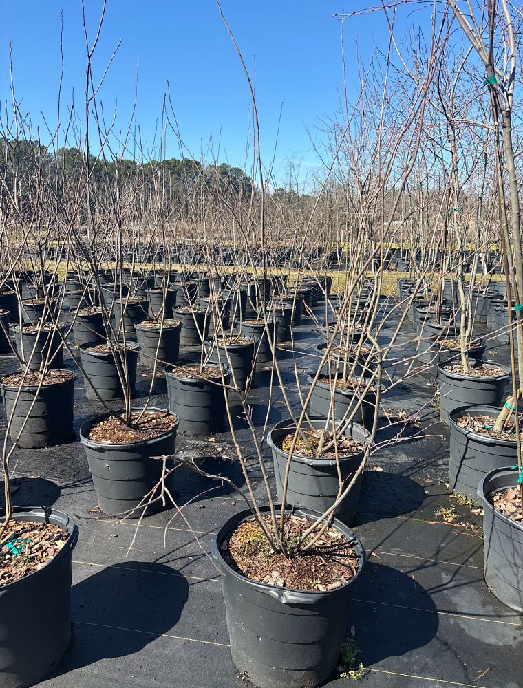 amelanchier-laevis-allegheny-serviceberry