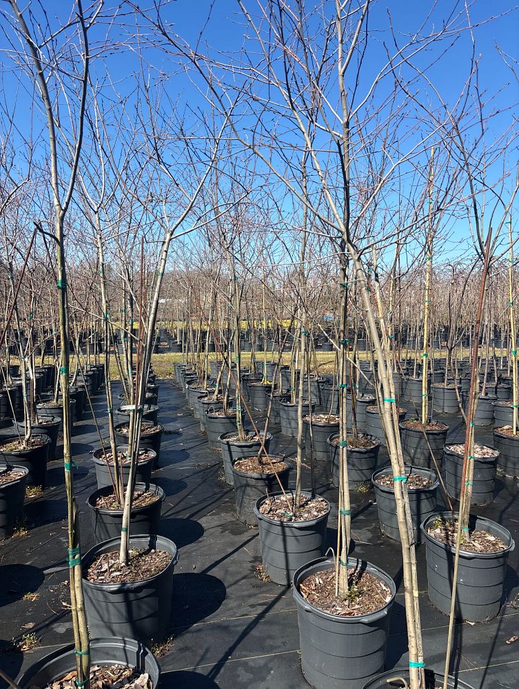 amelanchier-laevis-allegheny-serviceberry