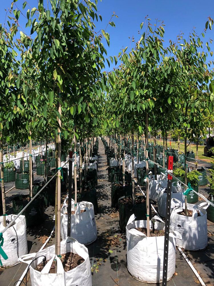 amelanchier-laevis-cumulus-allegheny-serviceberry