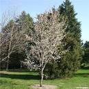 amelanchier-serviceberry
