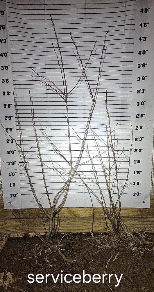 amelanchier-serviceberry