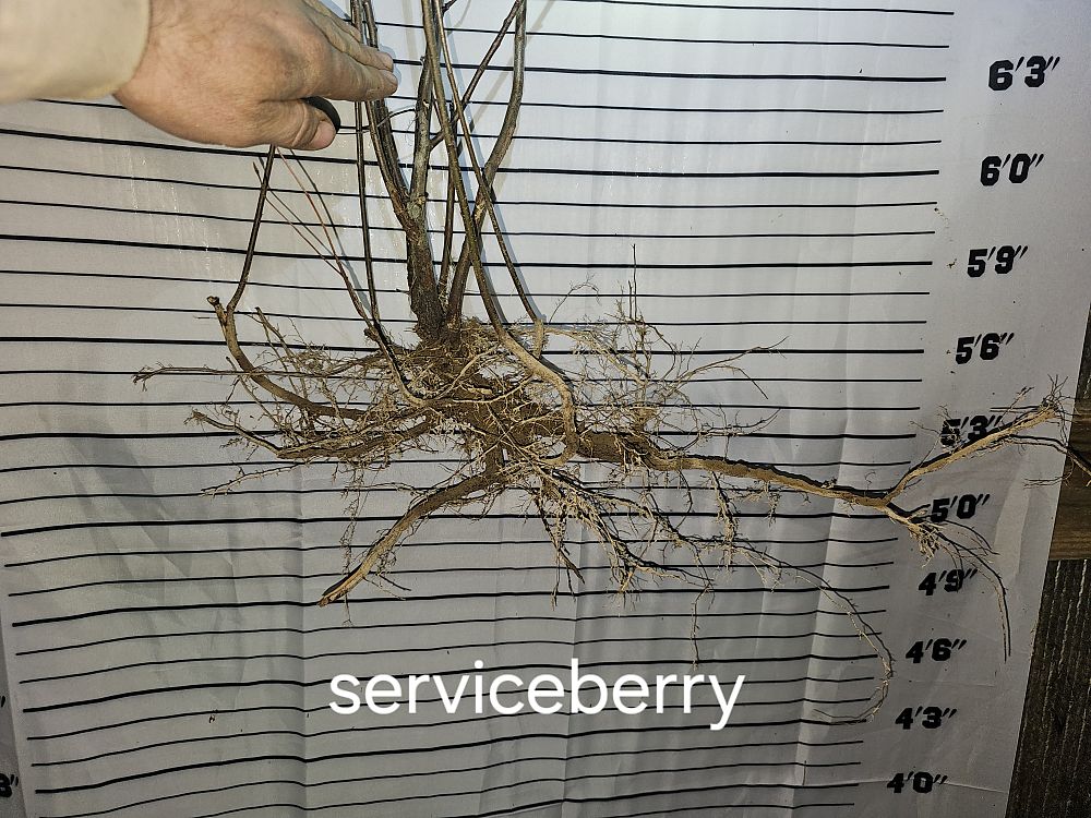 amelanchier-serviceberry