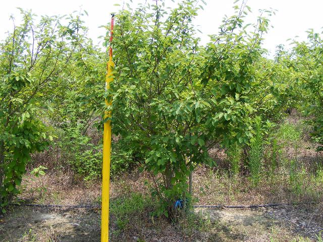 amelanchier-x-grandiflora-autumn-brilliance-apple-serviceberry