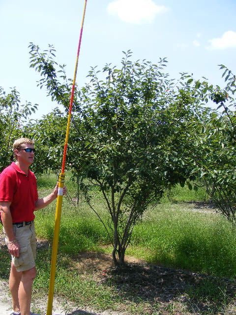 amelanchier-x-grandiflora-autumn-brilliance-apple-serviceberry