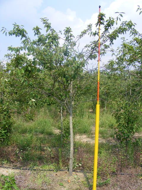 amelanchier-x-grandiflora-autumn-brilliance-apple-serviceberry