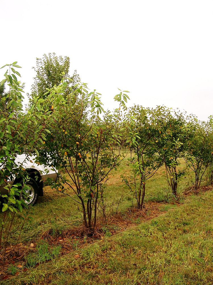 amelanchier-x-grandiflora-autumn-brilliance-apple-serviceberry