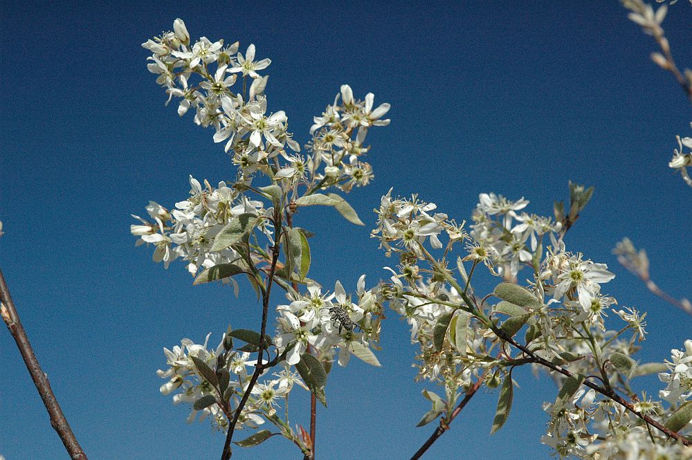 amelanchier-x-grandiflora-autumn-brilliance-apple-serviceberry