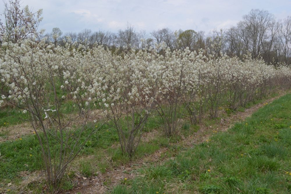 amelanchier-x-grandiflora-autumn-brilliance-apple-serviceberry