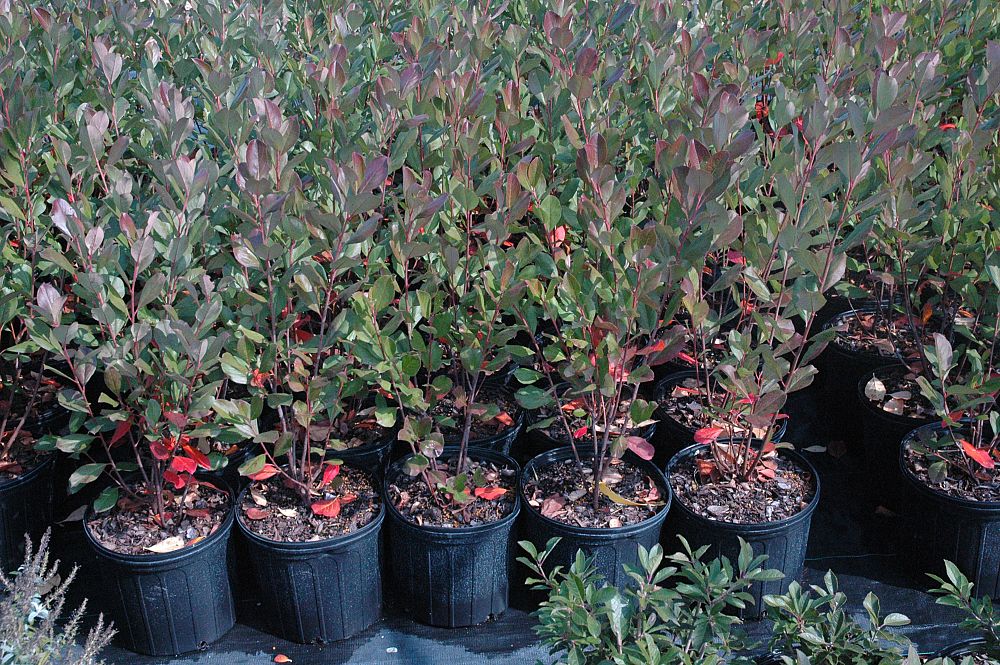 amelanchier-x-grandiflora-autumn-brilliance-apple-serviceberry
