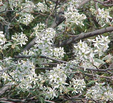 amelanchier-x-grandiflora-autumn-brilliance-apple-serviceberry