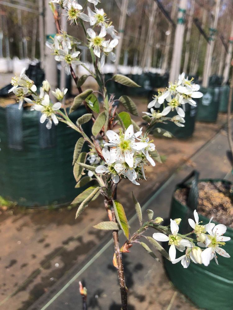 amelanchier-x-grandiflora-autumn-brilliance-apple-serviceberry