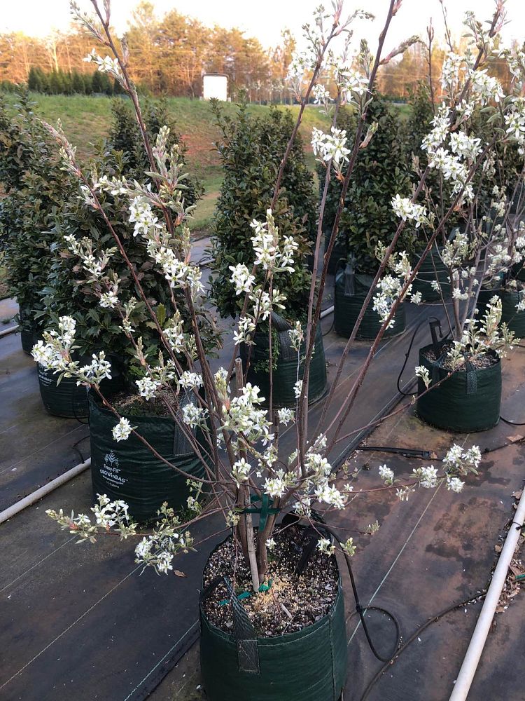 amelanchier-x-grandiflora-autumn-brilliance-apple-serviceberry