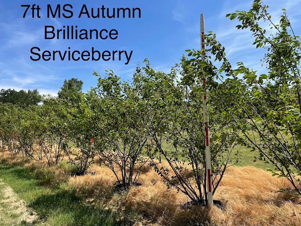 amelanchier-x-grandiflora-autumn-brilliance-apple-serviceberry