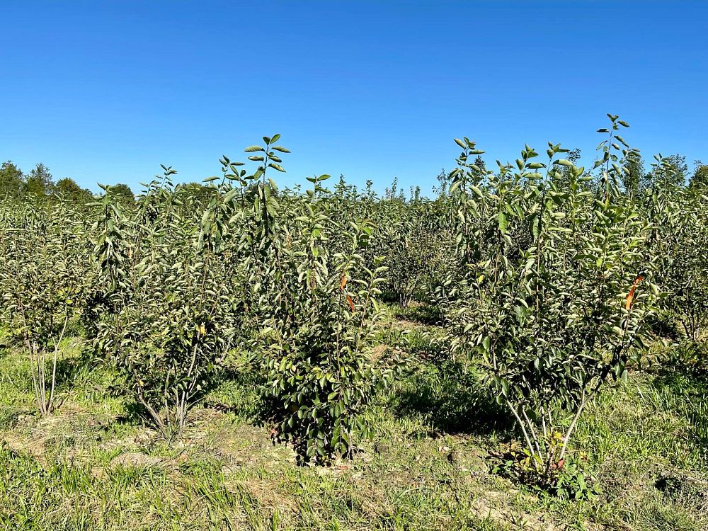 amelanchier-x-grandiflora-autumn-brilliance-apple-serviceberry