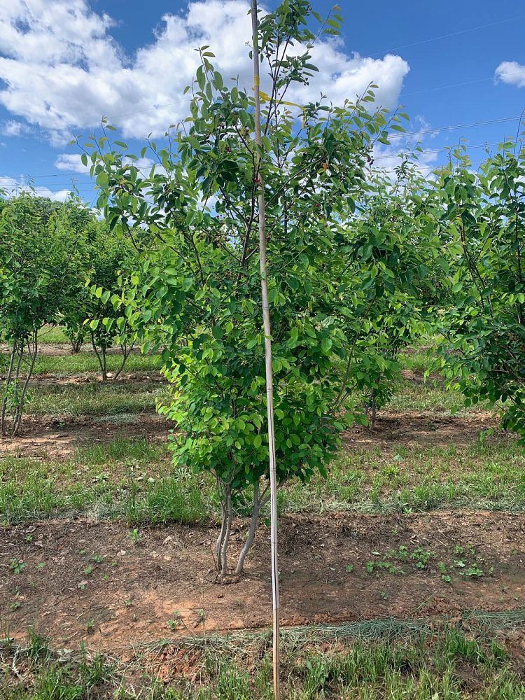 amelanchier-x-grandiflora-autumn-brilliance-apple-serviceberry