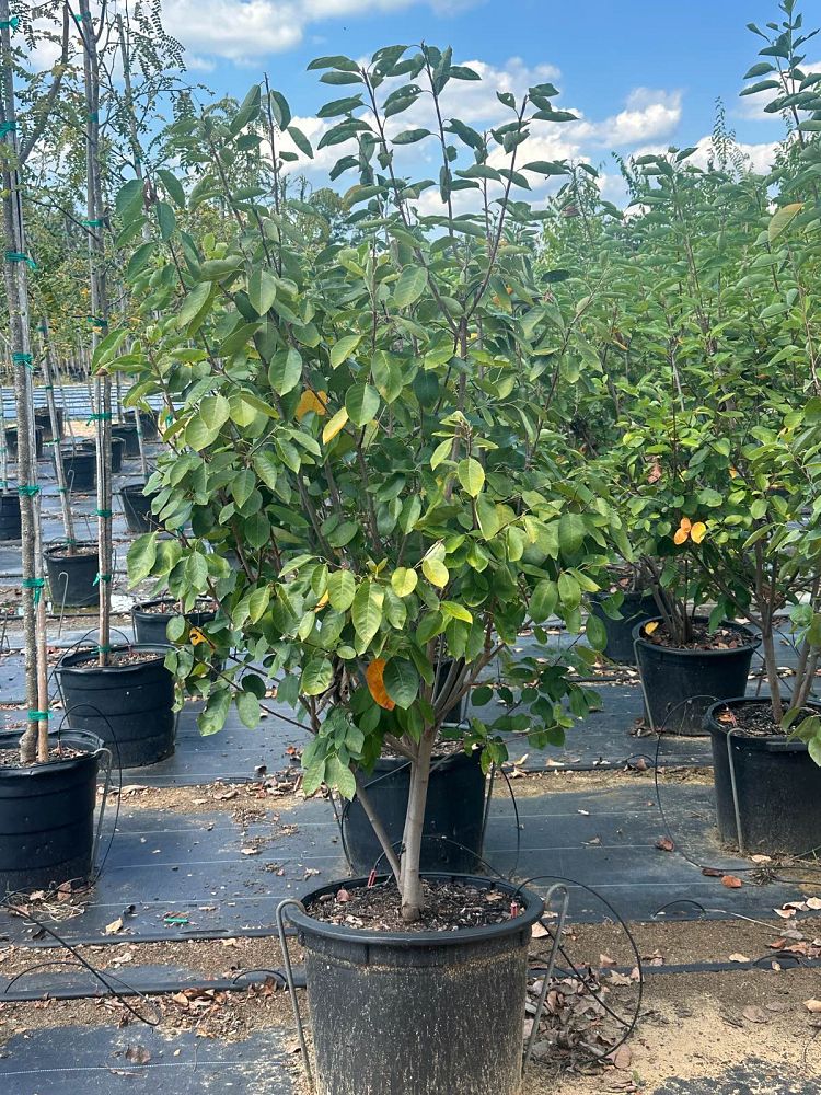 amelanchier-x-grandiflora-autumn-brilliance-apple-serviceberry