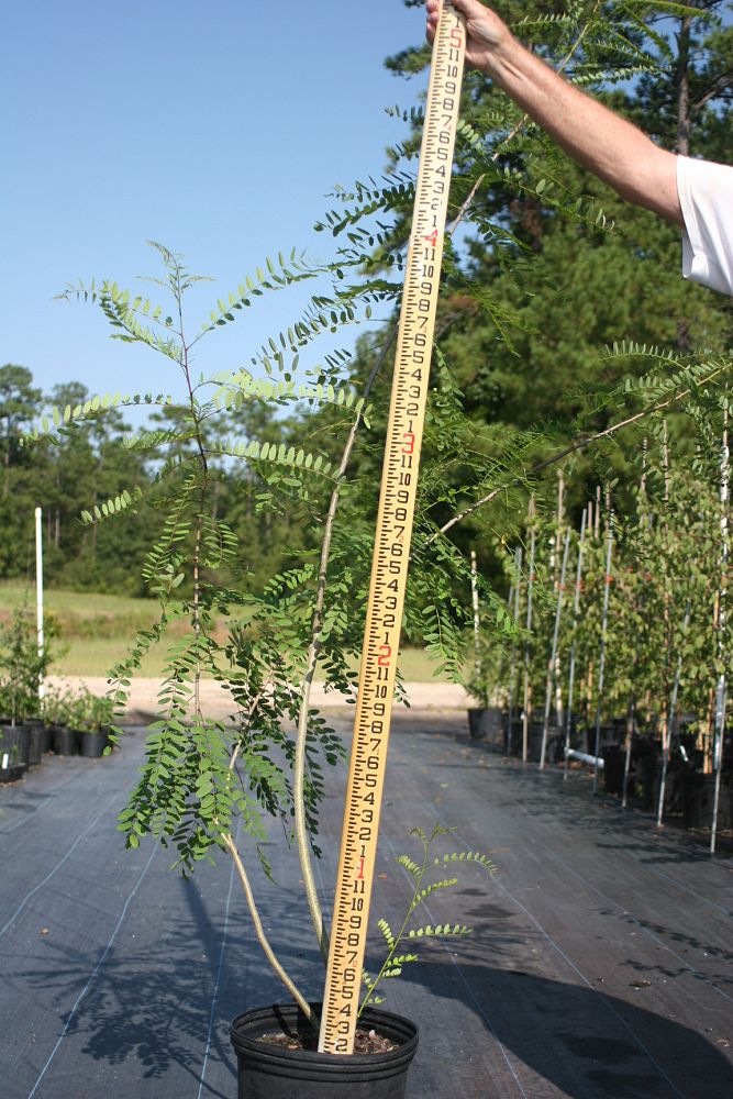 amorpha-fruticosa-false-indigo-river-locust-bastard-indigo