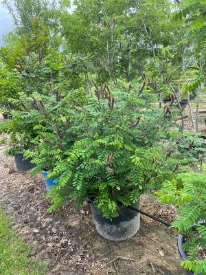 amorpha-fruticosa-false-indigo-river-locust-bastard-indigo