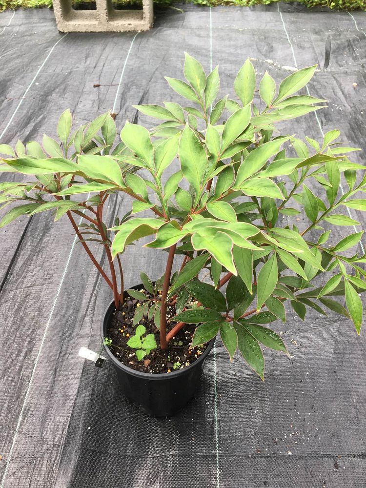 amorphophallus-cicatricifer-voodoo-lily
