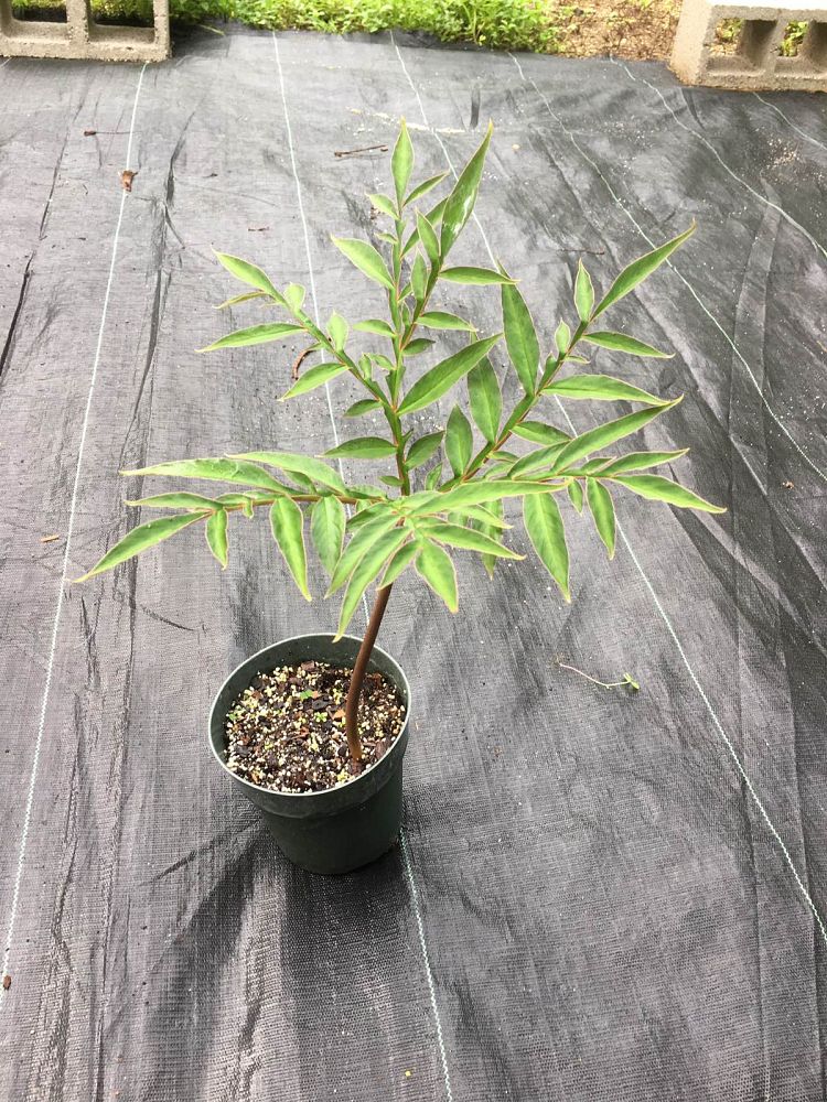 amorphophallus