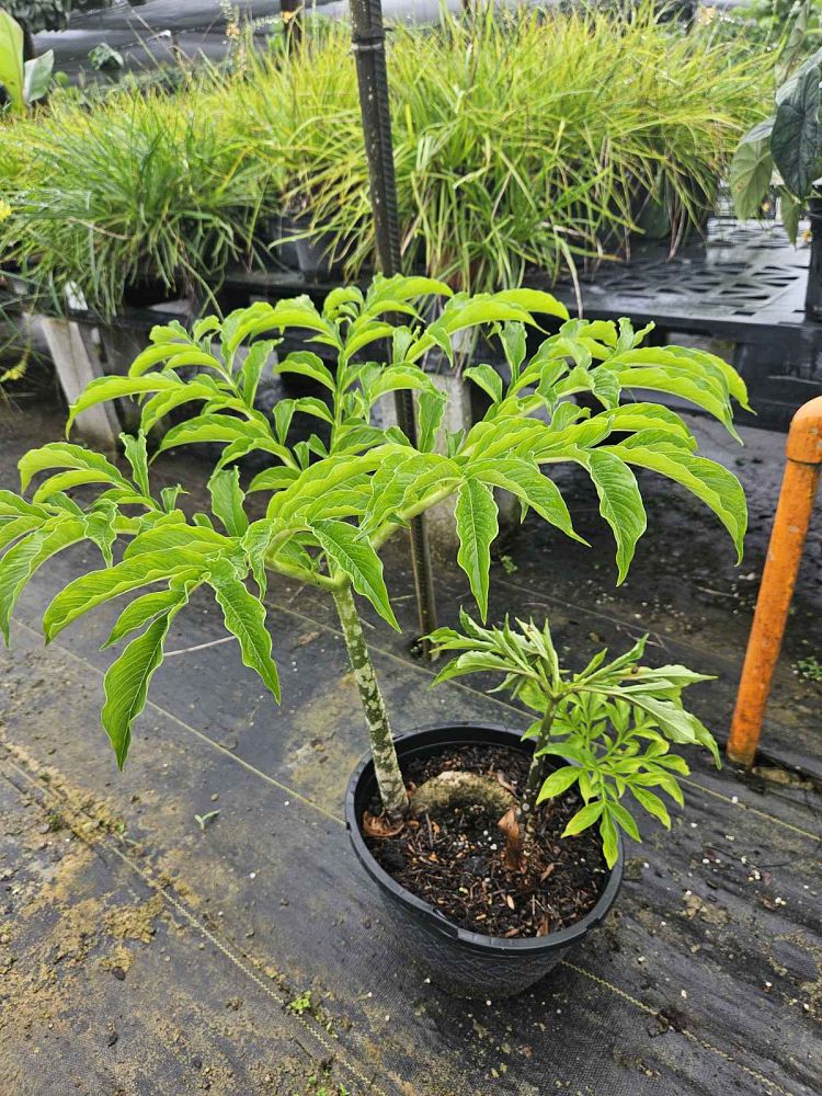 amorphophallus-titanum-voodoo-lily