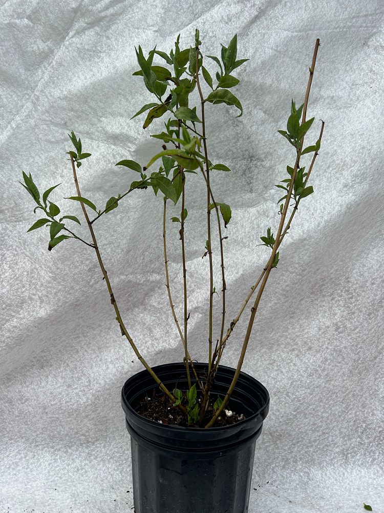 ampelaster-carolinianus-aster-carolinianus-climbing-aster