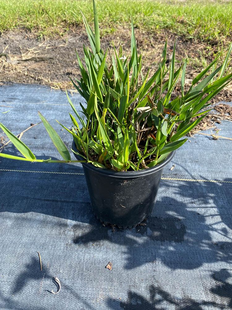 amphicarpum-purshii-blue-maidencane