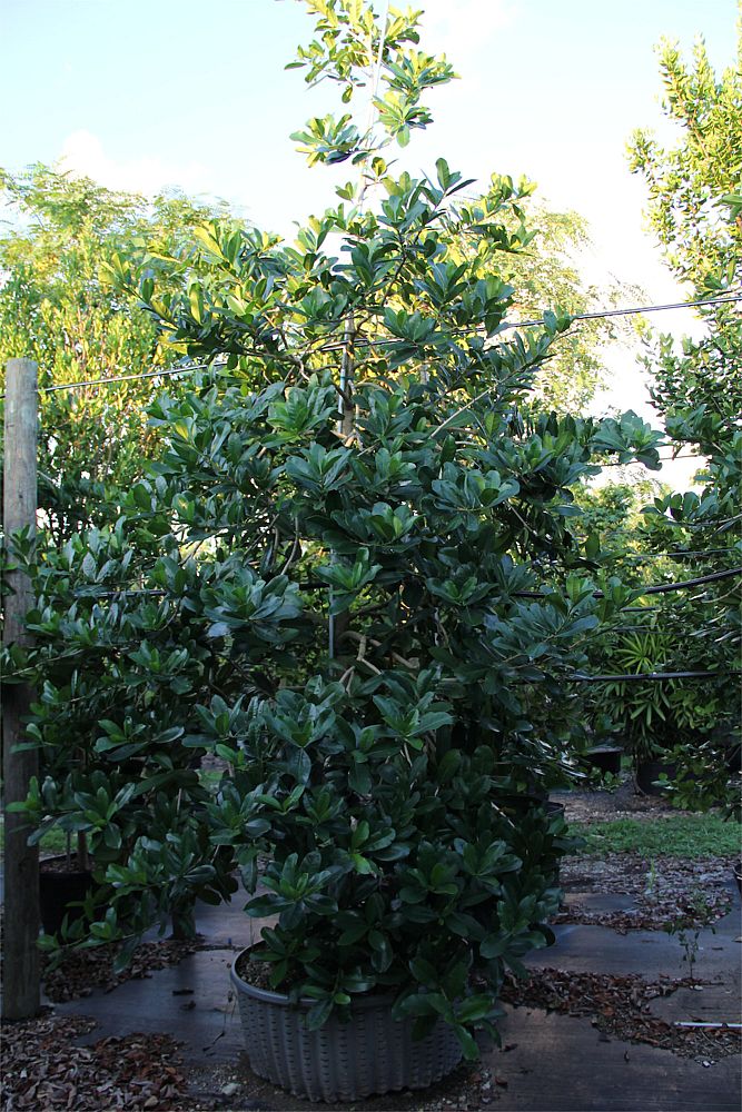 amphitecna-latifolia-black-calabash