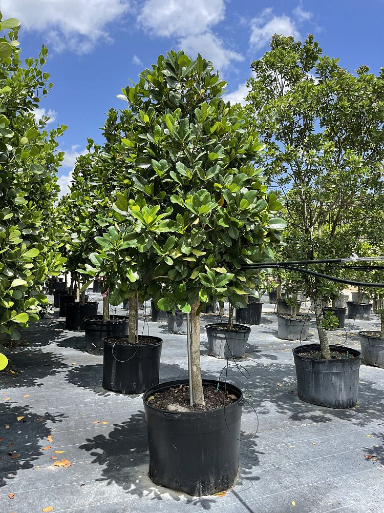 amphitecna-latifolia-black-calabash