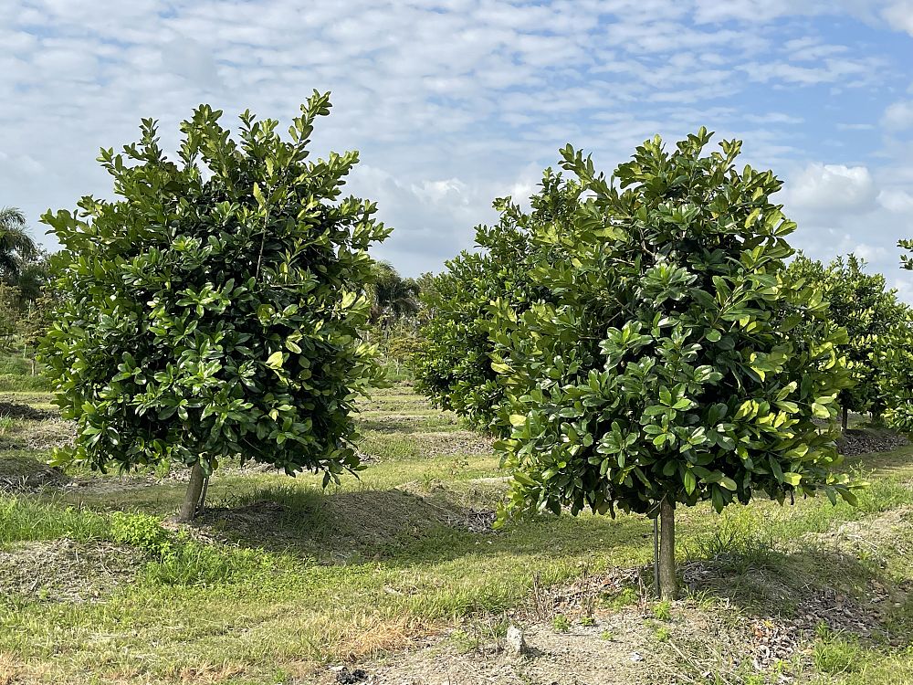 amphitecna-latifolia-black-calabash