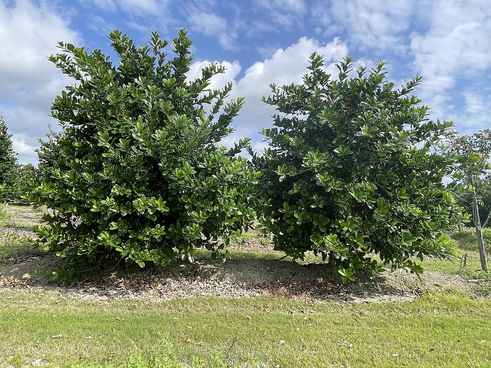 amphitecna-latifolia-black-calabash
