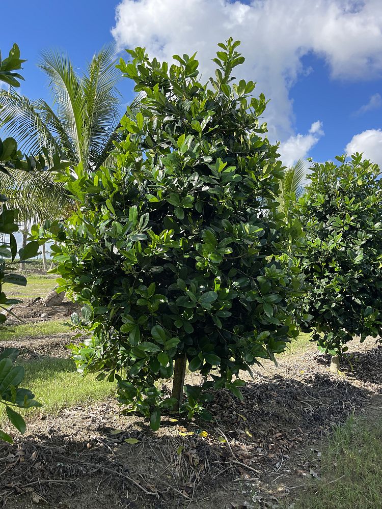 amphitecna-latifolia-black-calabash