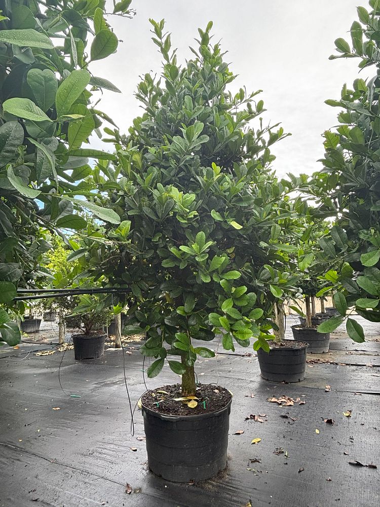 amphitecna-latifolia-black-calabash
