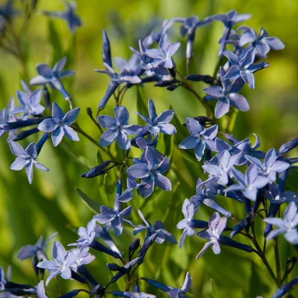 amsonia-blue-ice-blue-dogbane-willow-amsonia-woodland-blue-star-eastern-bluestar