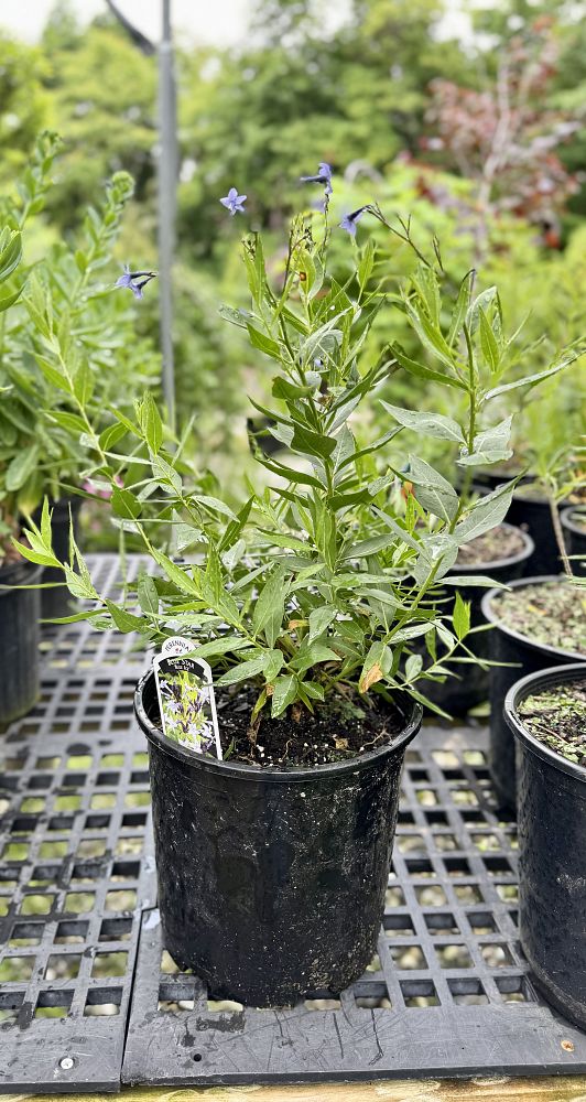 amsonia-blue-ice-blue-dogbane-willow-amsonia-woodland-blue-star-eastern-bluestar