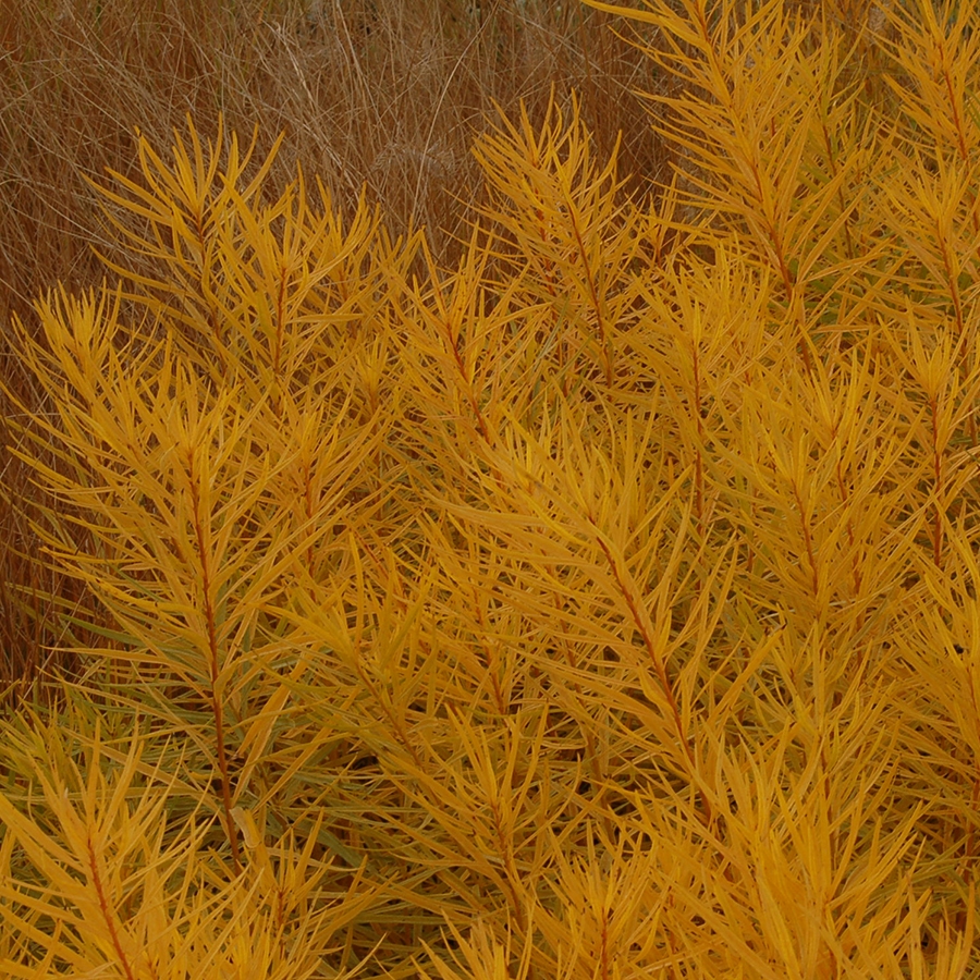 amsonia-hubrechtii-butterscotch-arkansas-amsonia-arkansas-bluebell-narrow-leaf-blue-star-hubricht-s-blue-star