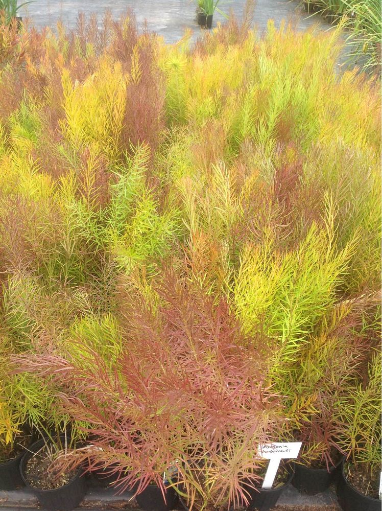 amsonia-hubrichtii-arkansas-amsonia-arkansas-bluebell-narrow-leaf-blue-star-hubricht-s-blue-star