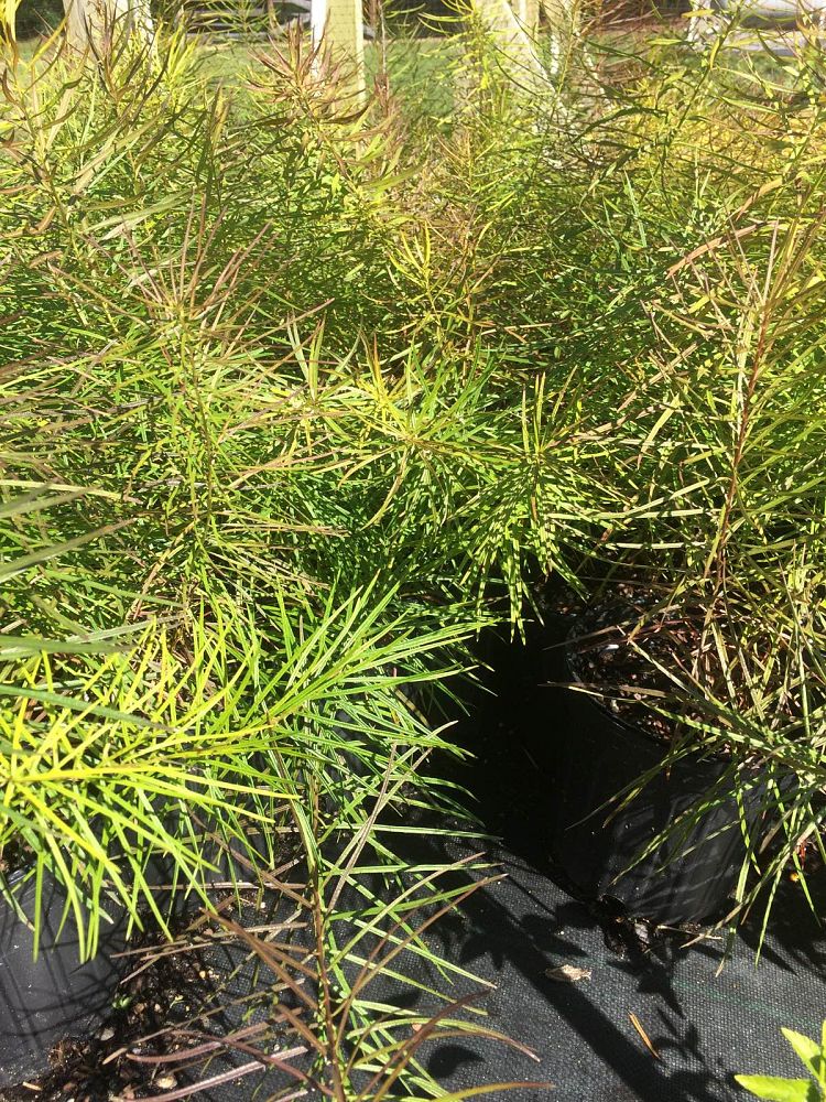 amsonia-hubrichtii-arkansas-amsonia-arkansas-bluebell-narrow-leaf-blue-star-hubricht-s-blue-star