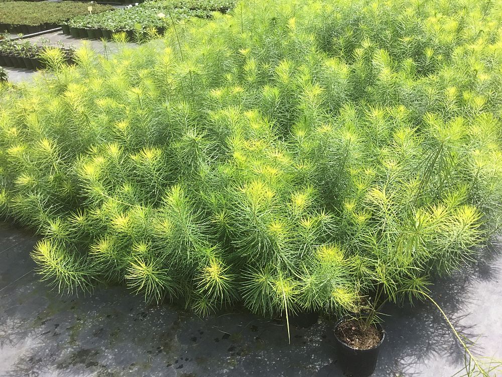 amsonia-hubrichtii-arkansas-amsonia-arkansas-bluebell-narrow-leaf-blue-star-hubricht-s-blue-star