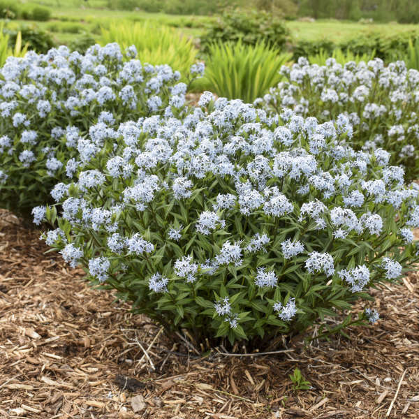 amsonia-starstruck-pp32246