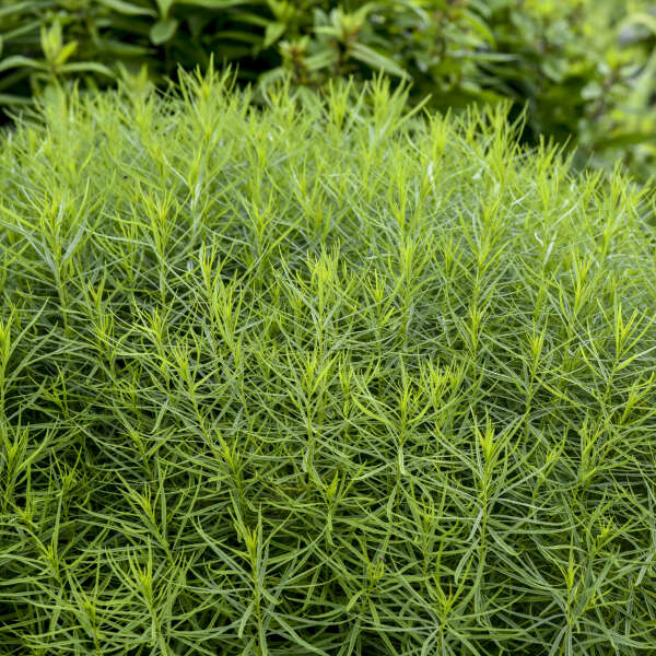 amsonia-string-theory