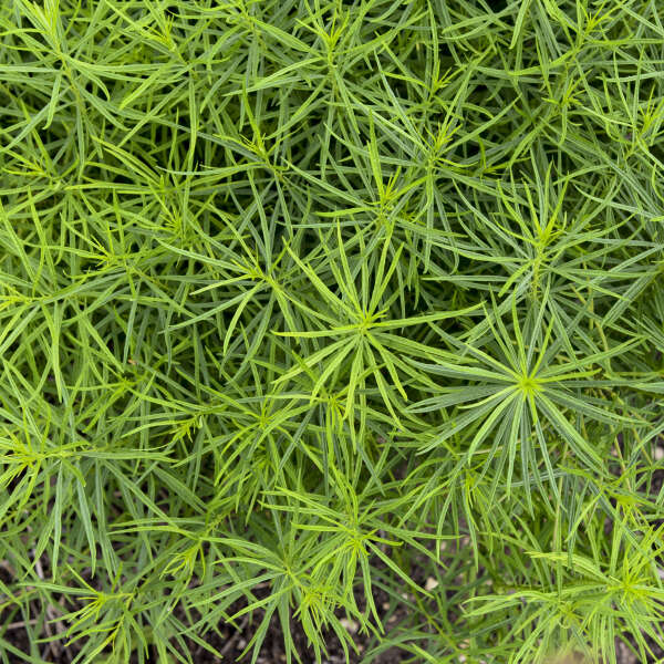 amsonia-string-theory