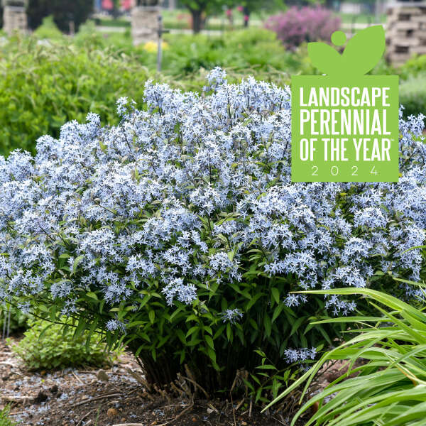 amsonia-tabernaemontana-storm-cloud-eastern-bluestar