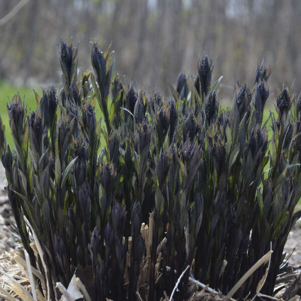 amsonia-tabernaemontana-storm-cloud-eastern-bluestar