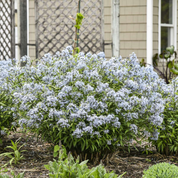 amsonia-tabernaemontana-storm-cloud-eastern-bluestar