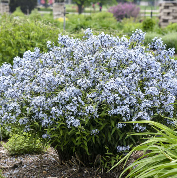 amsonia-tabernaemontana-storm-cloud-eastern-bluestar