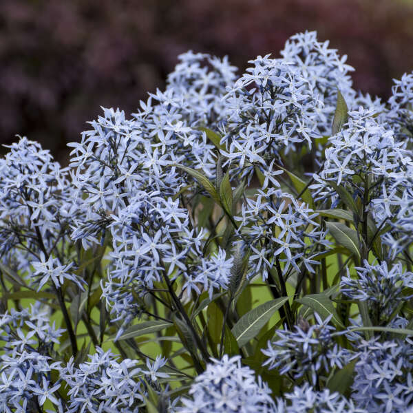 amsonia-tabernaemontana-storm-cloud-eastern-bluestar